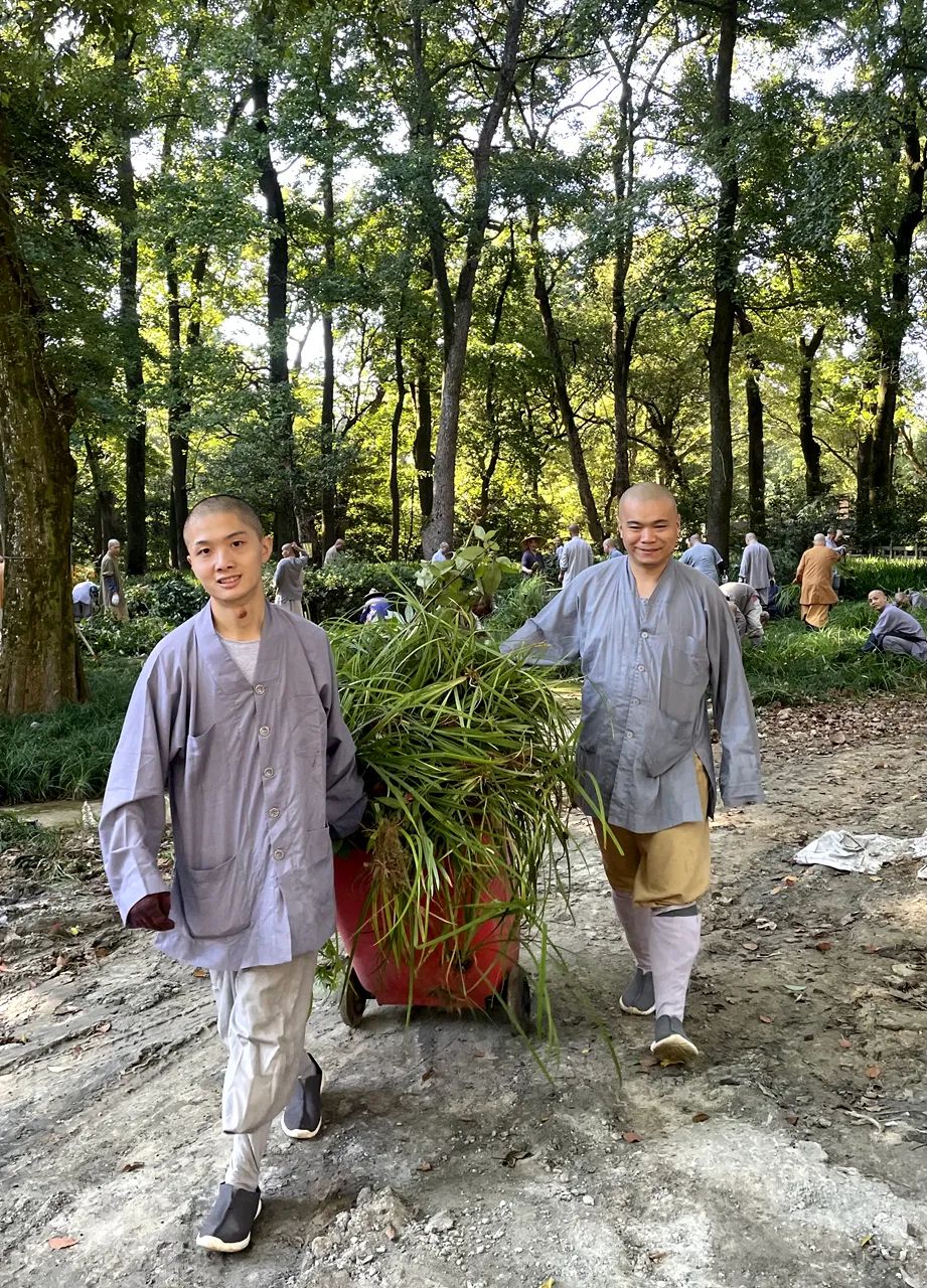 天童禅寺常住出坡，以清新的环境迎接“十一”国庆佳节