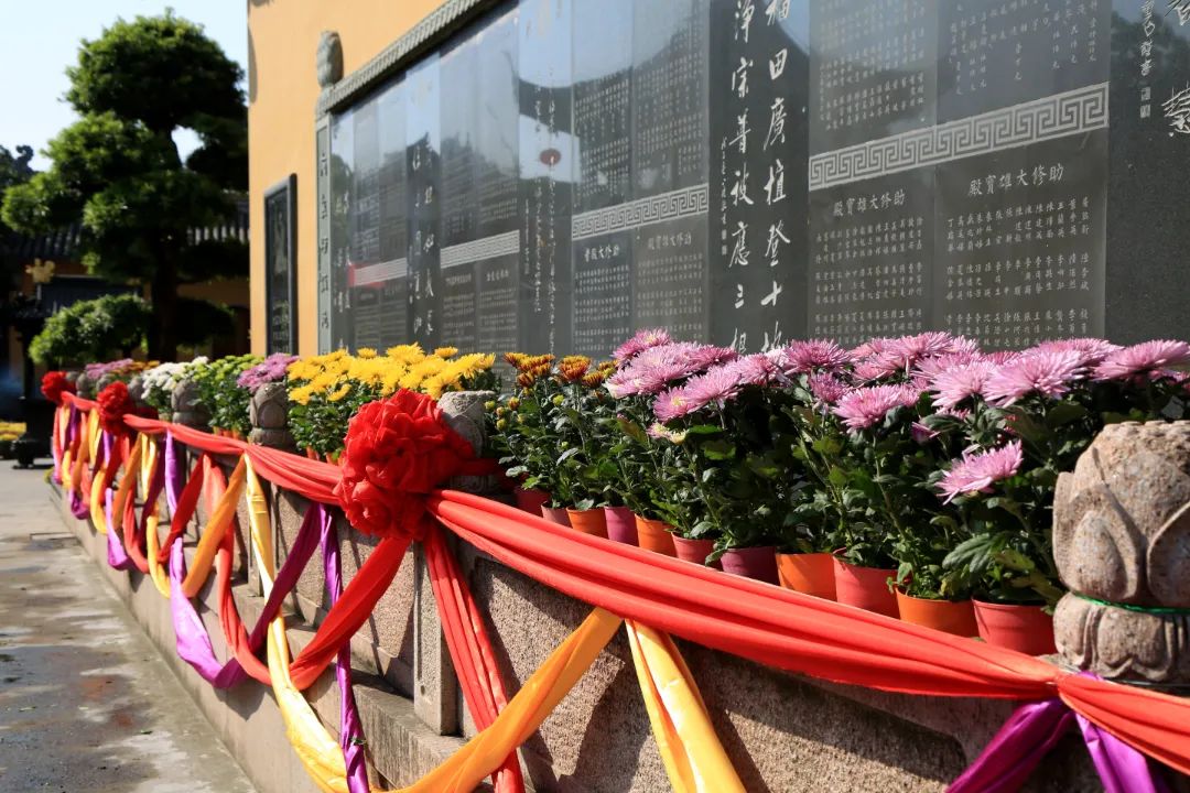 上海西林禅寺重阳节、大放生，吃素面、普茶会，赏菊花、送义诊