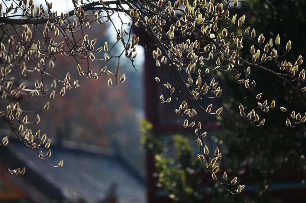 惟我独尊：原意并非妄自尊大丨成语与佛教文化