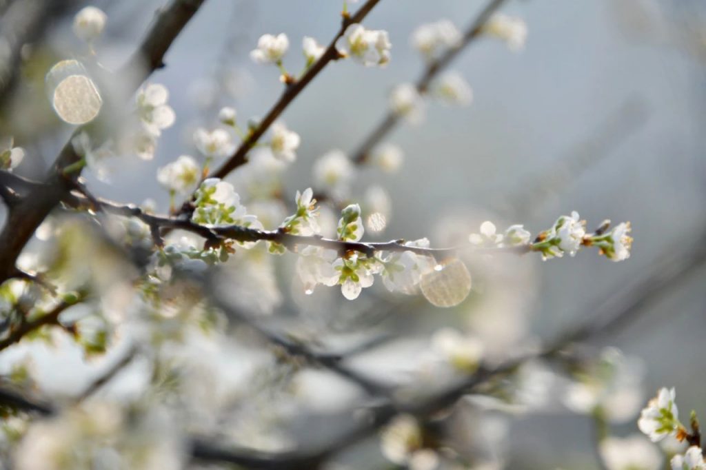 惟我独尊：原意并非妄自尊大丨成语与佛教文化