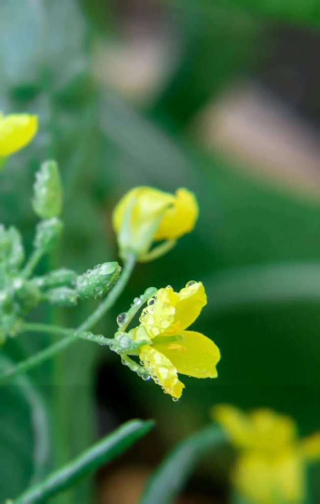 【佛教知识】贪、嗔、痴，哪个造业最重？