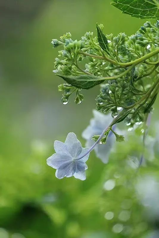 【佛教知识】贪、嗔、痴，哪个造业最重？