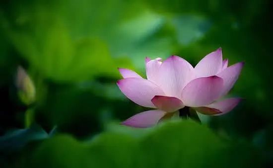 闻思心语 | 称量自己的学佛的“用心”