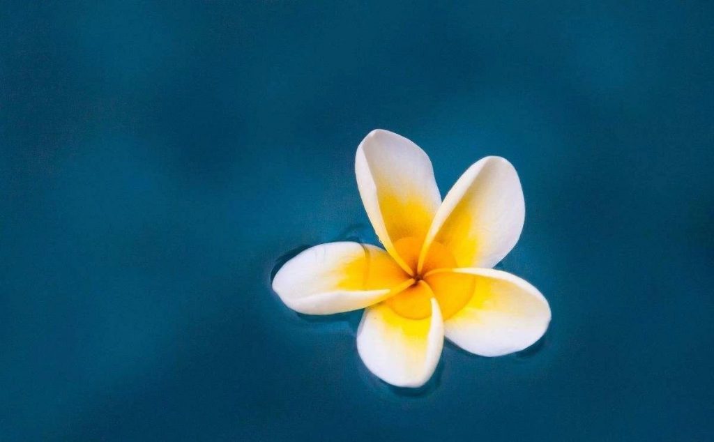 闻思心语 | 称量自己的学佛的“用心”