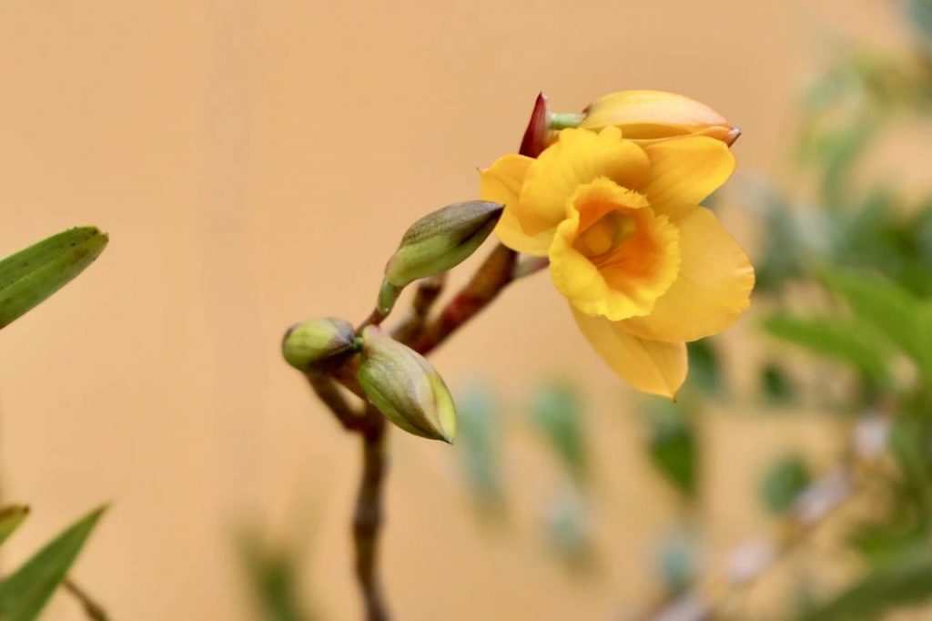 原佛·观察|茗山长老：实行慈悲的十三种方便