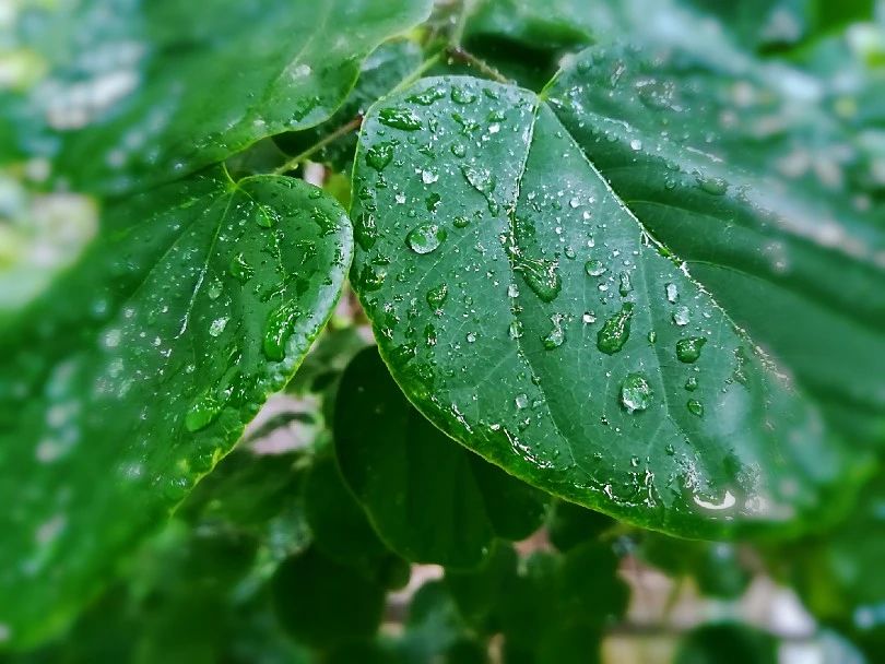 公案 | 自伞自度，参禅学道要靠自己