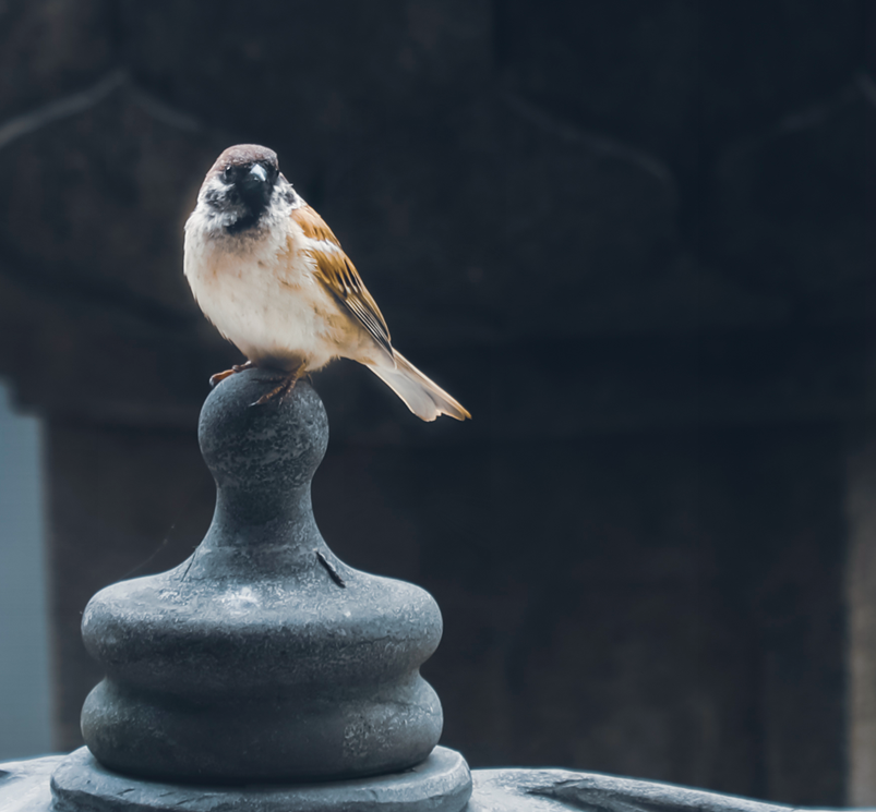 清净口业，以行为善