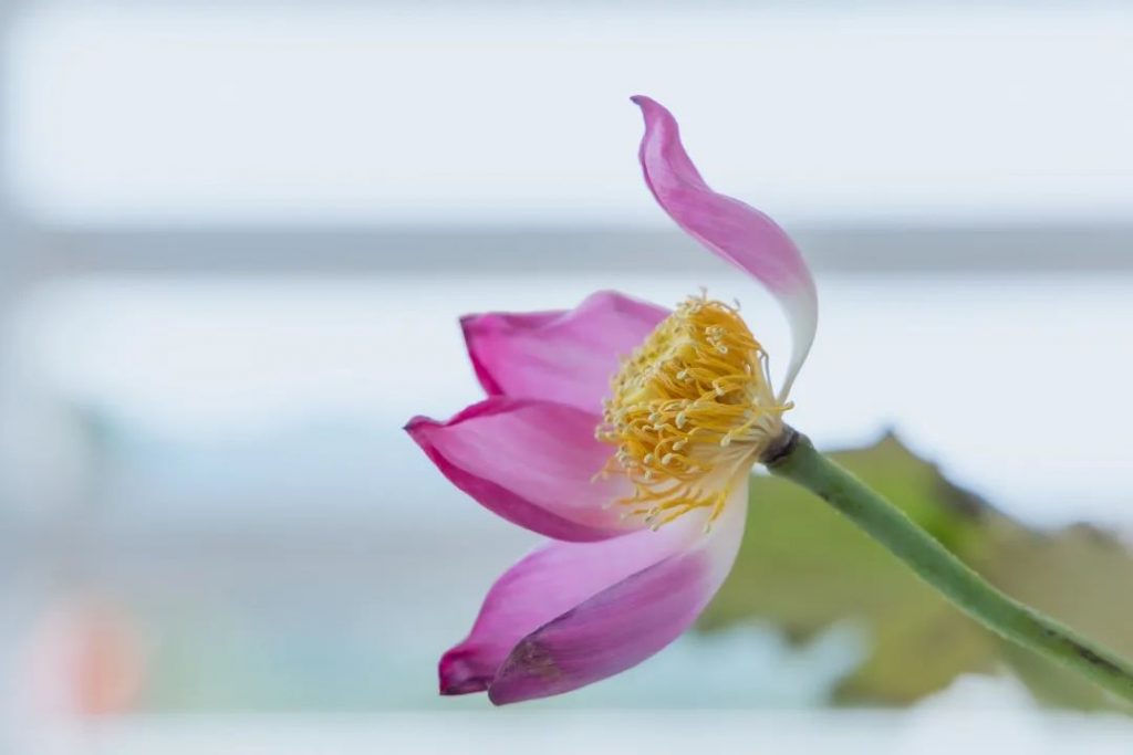 从《金刚经》里瞥见我们生命和宇宙的奥秘