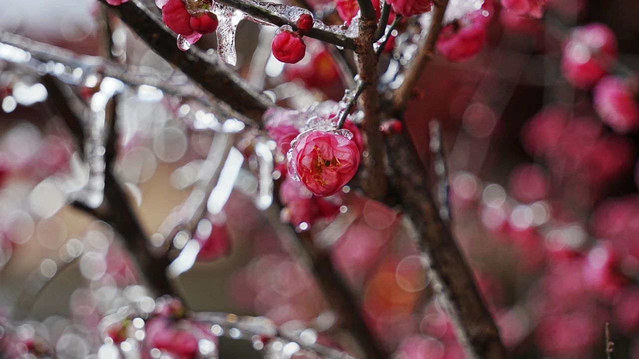 特辑 | 农历腊月十七，净土宗十二祖彻悟大师圆寂日