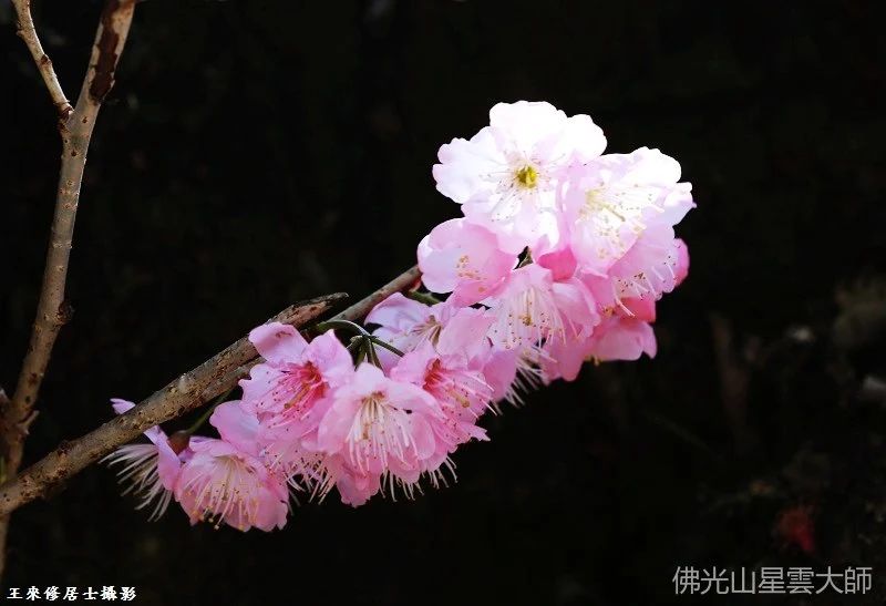 星雲大師：君子