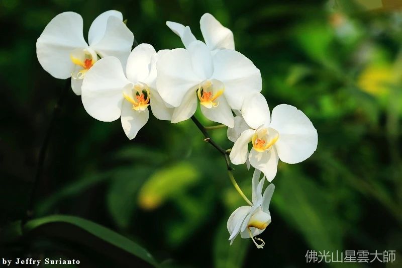 星雲大師：君子