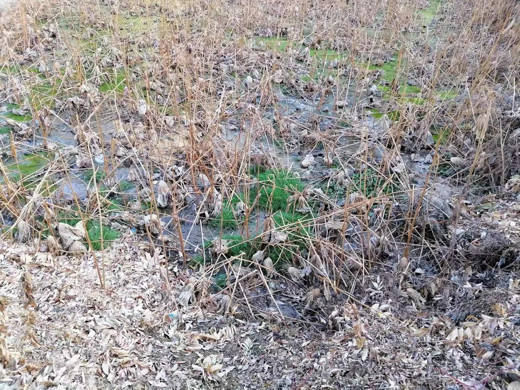 當度法师：什么是佛