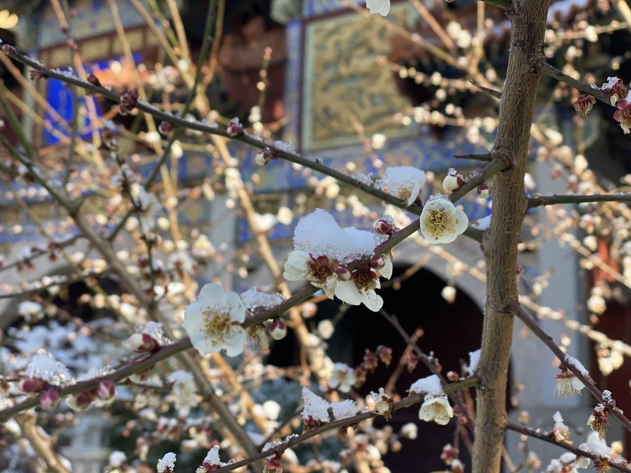 一起来资国寺跨年吧！——福鼎资国寺甲辰新春法务活动安排通启
