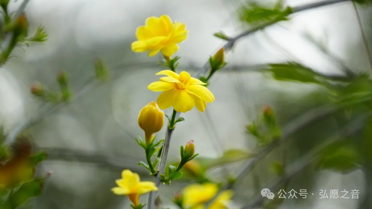 农历正月十二，净土宗七祖省常法师圆寂日