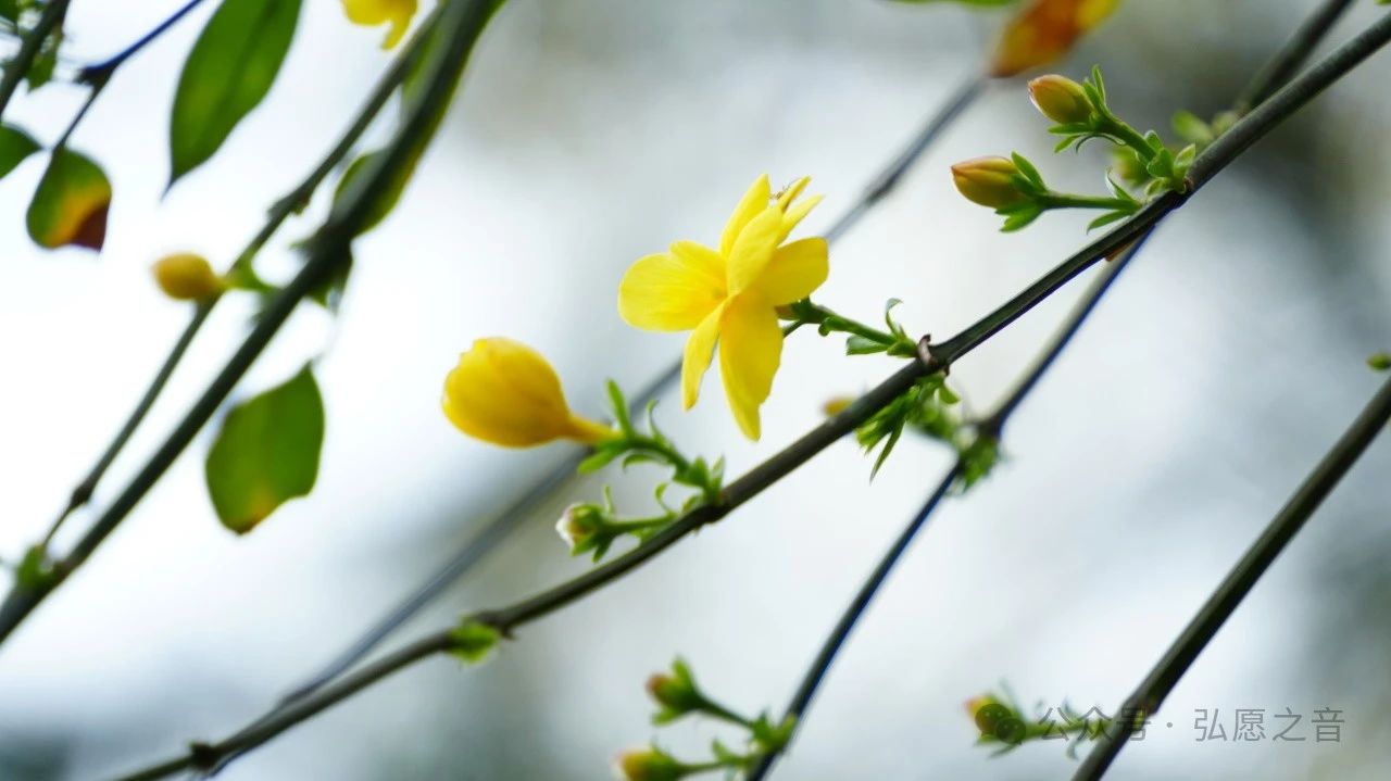 农历正月十二，净土宗七祖省常法师圆寂日