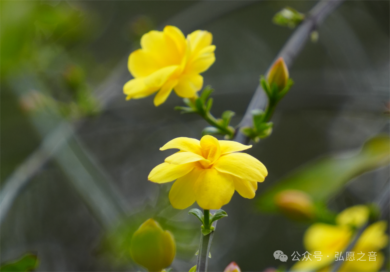 农历正月十二，净土宗七祖省常法师圆寂日