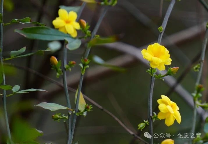 农历正月十二，净土宗七祖省常法师圆寂日