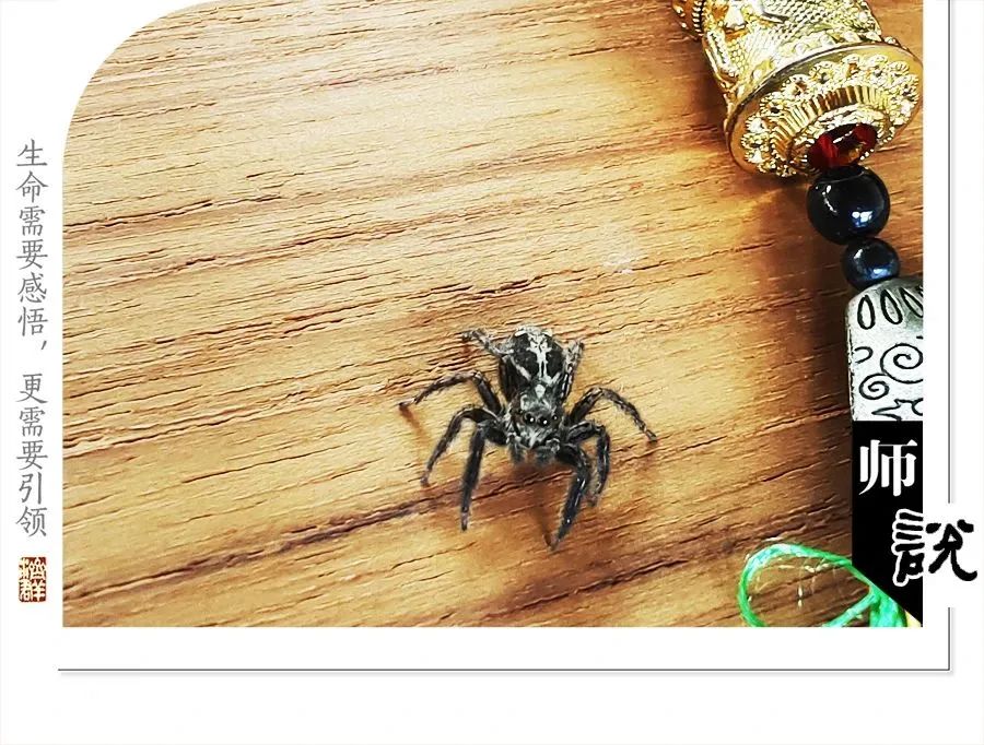 济群法师：家中来了不速客