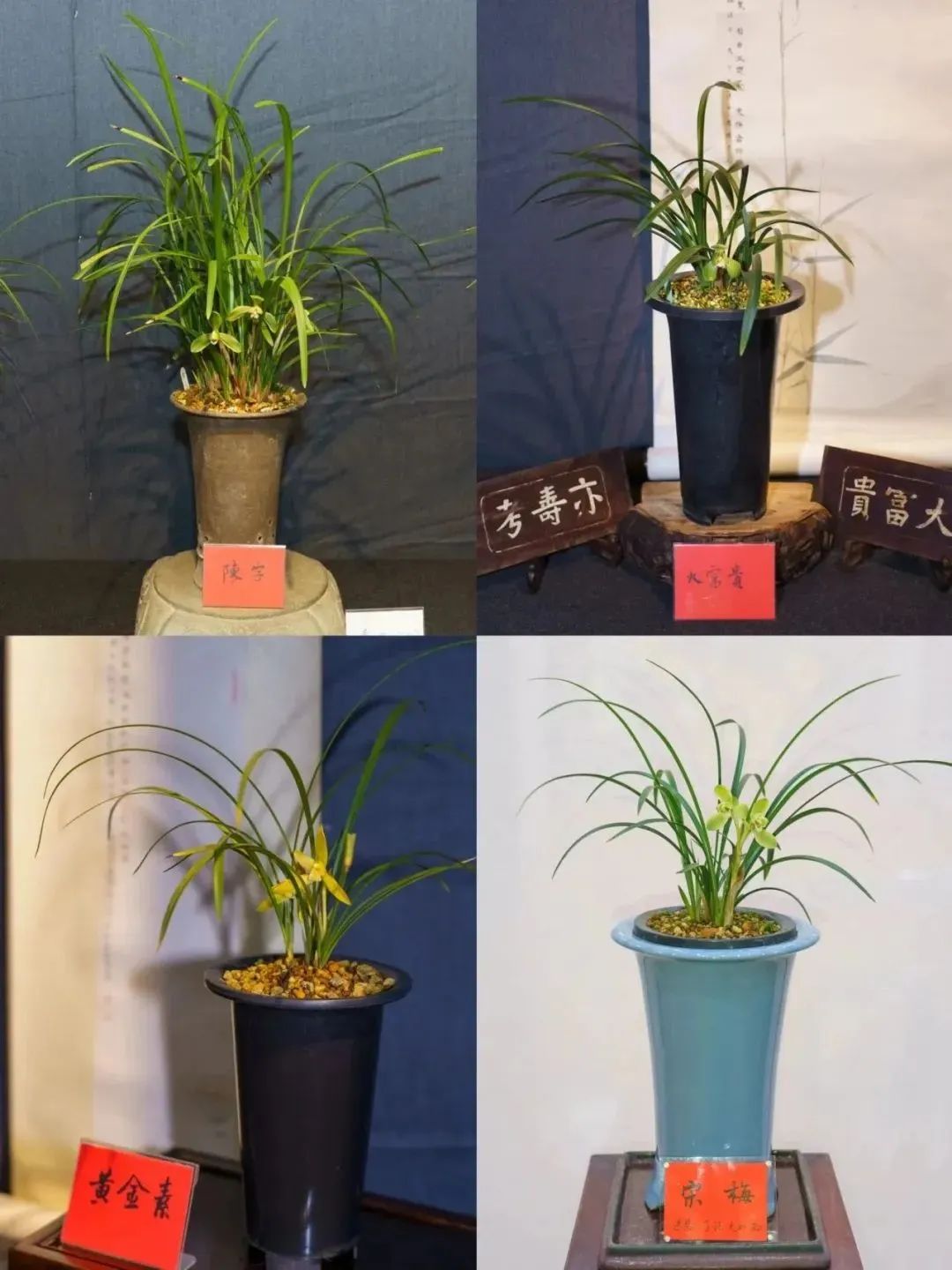 温州“美丽寺院”建设暨温州佛教书画院兰花展在能仁寺举行