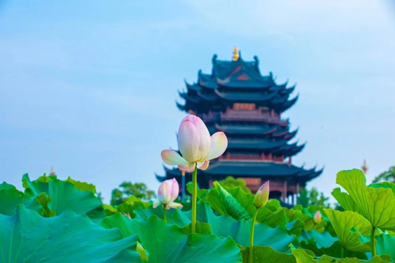 培育僧才 阐扬佛教｜江苏佛学院寒山学院2024年招生通告