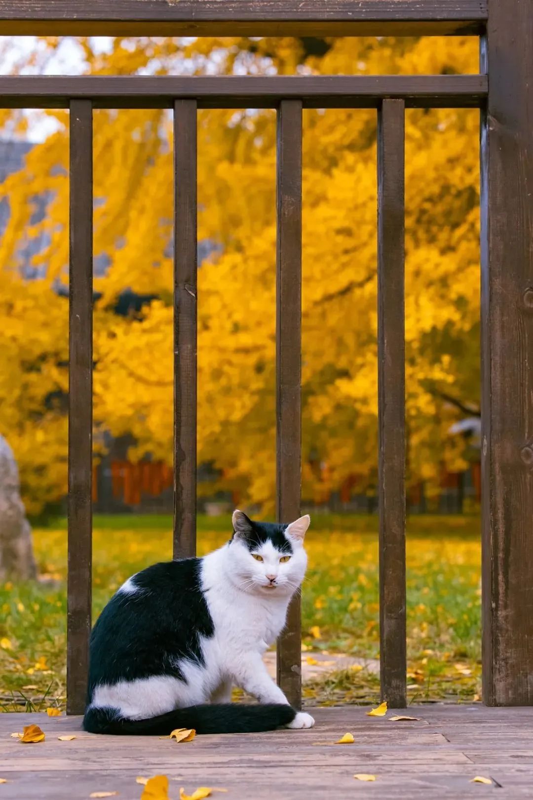 在寺院做义工真的没有“报酬”吗？