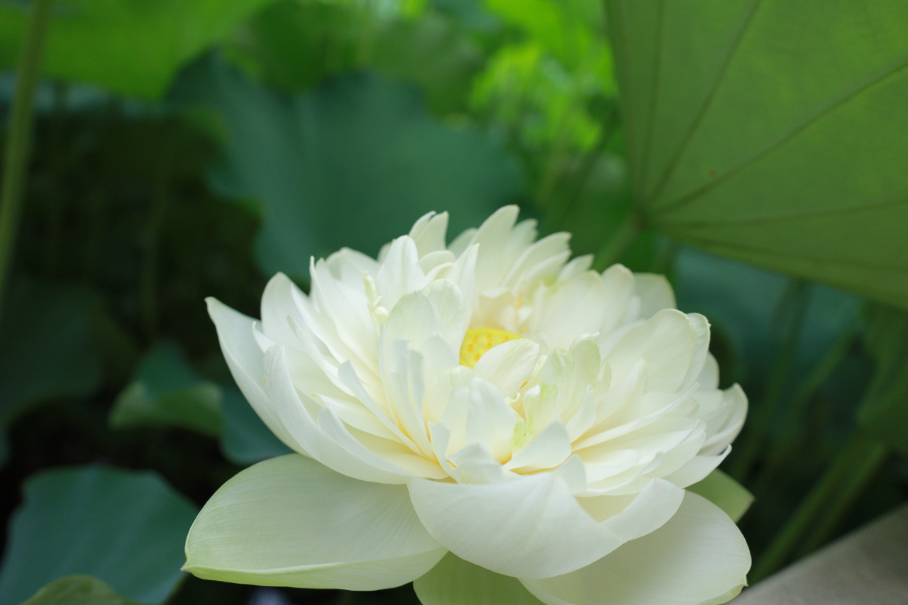 暑热匡庐起阳焰，清凉净苑开莲花