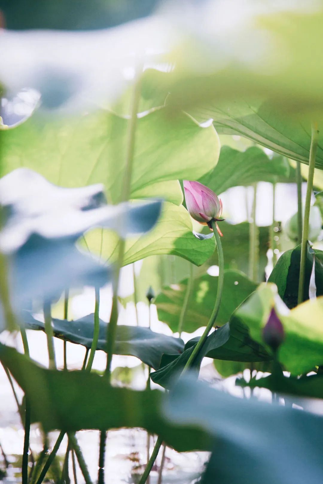 暑热匡庐起阳焰，清凉净苑开莲花