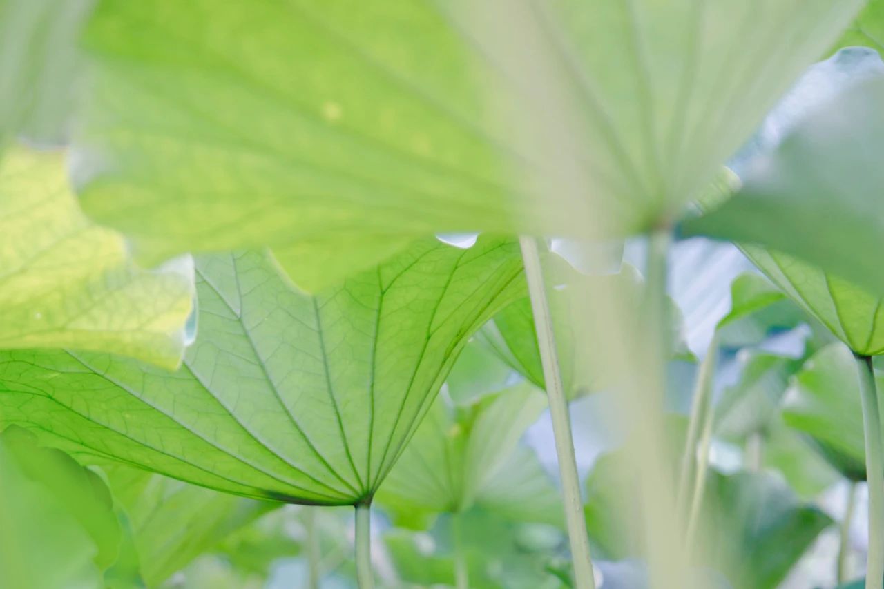 暑热匡庐起阳焰，清凉净苑开莲花