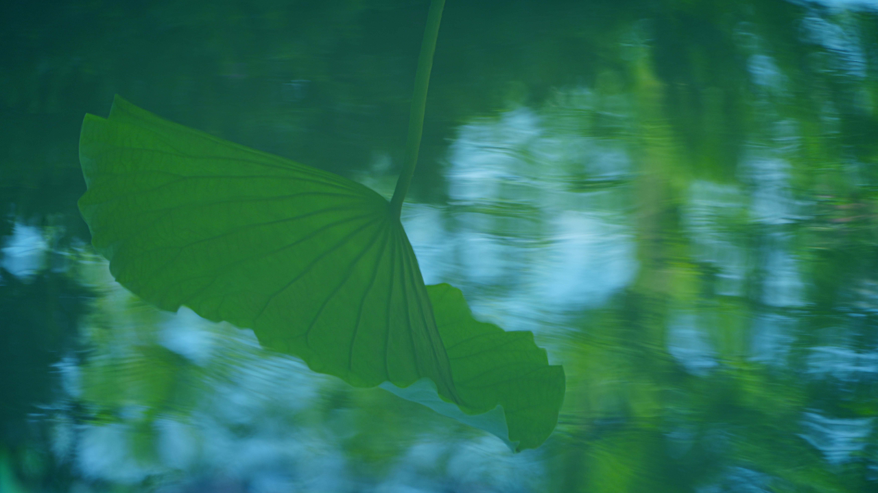 暑热匡庐起阳焰，清凉净苑开莲花