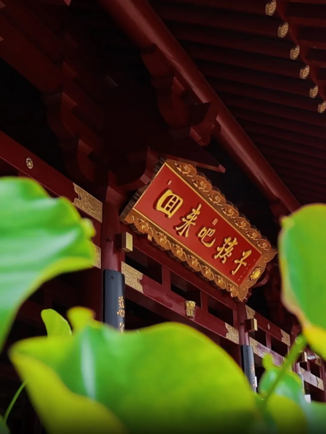 暑热匡庐起阳焰，清凉净苑开莲花