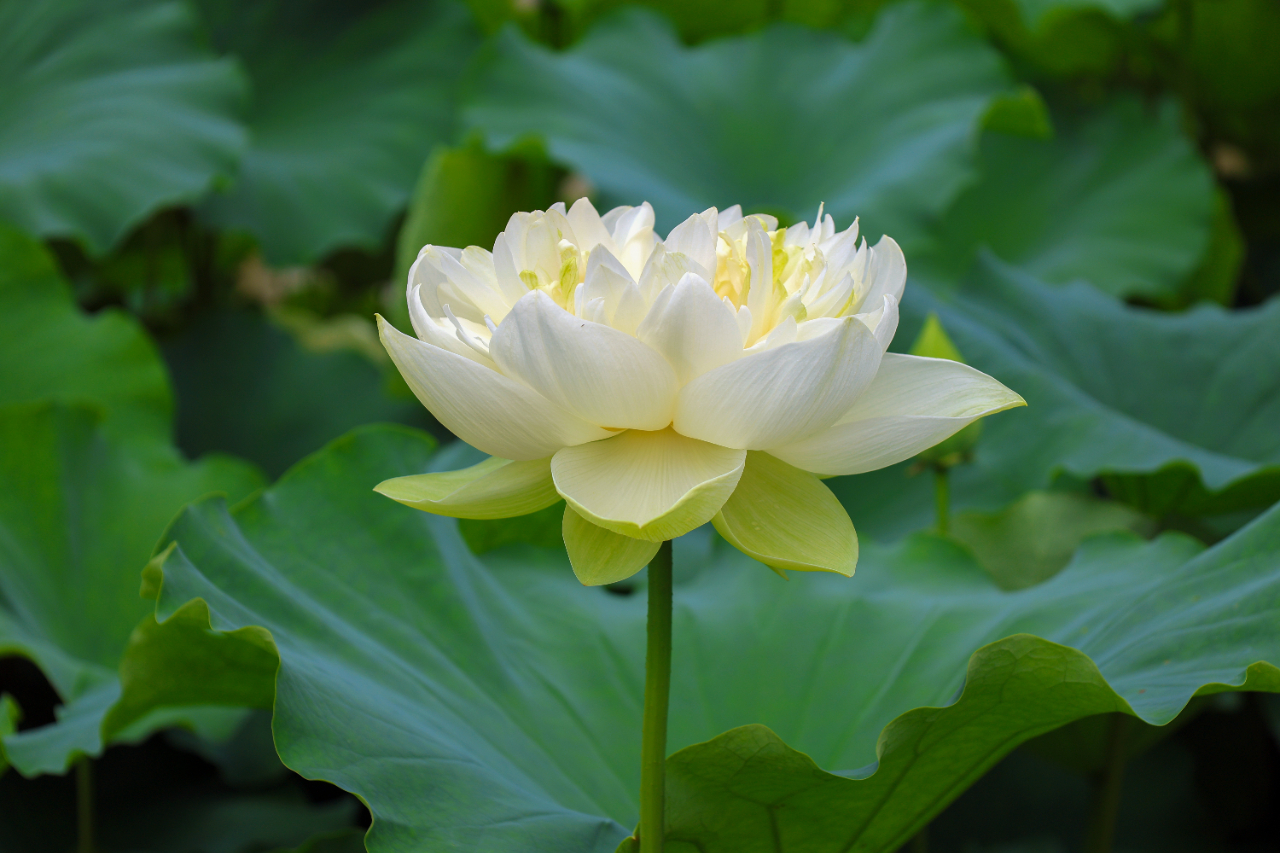 暑热匡庐起阳焰，清凉净苑开莲花