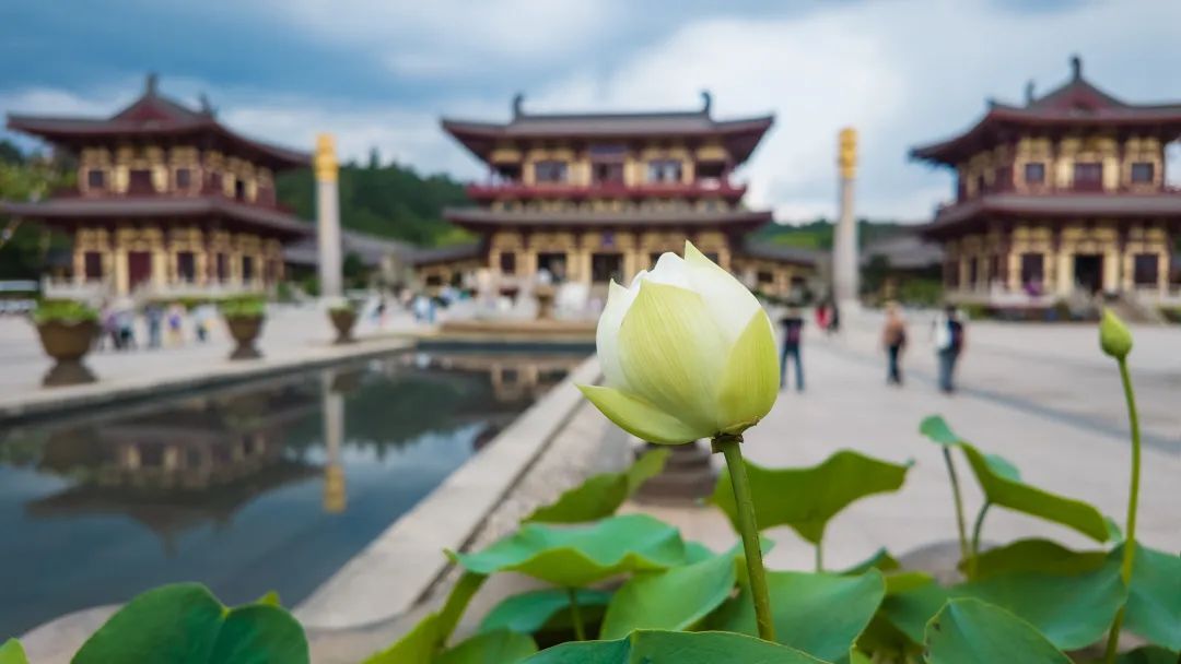 暑热匡庐起阳焰，清凉净苑开莲花