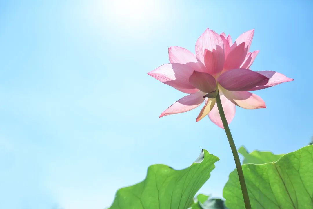 暑热匡庐起阳焰，清凉净苑开莲花