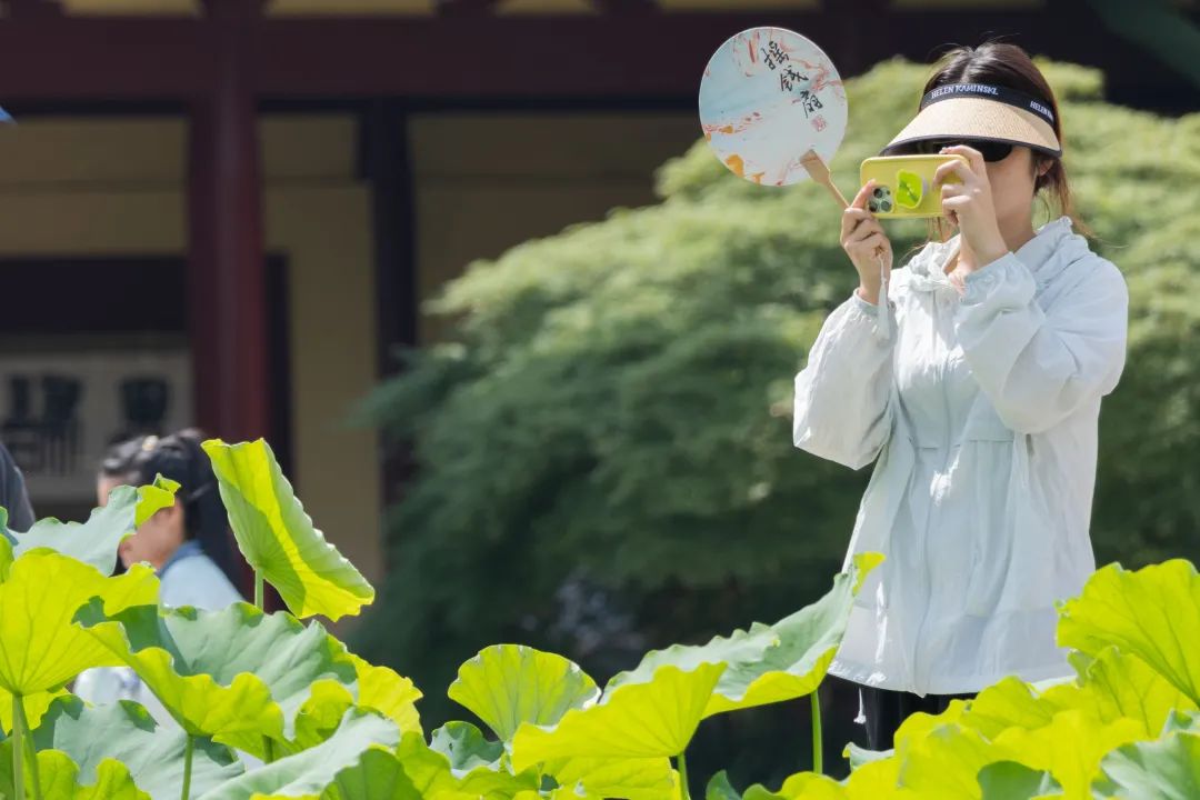 暑热匡庐起阳焰，清凉净苑开莲花