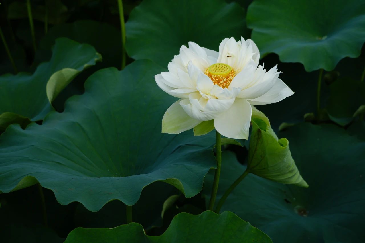 暑热匡庐起阳焰，清凉净苑开莲花