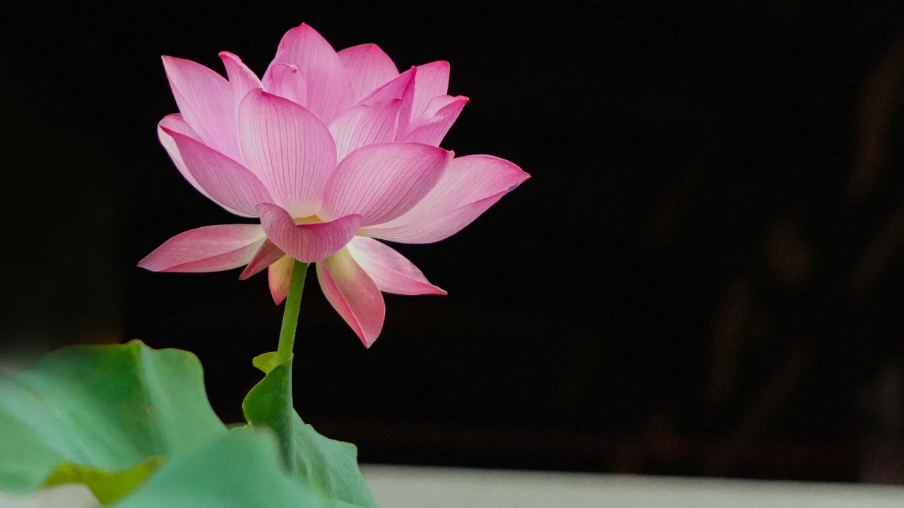 暑热匡庐起阳焰，清凉净苑开莲花