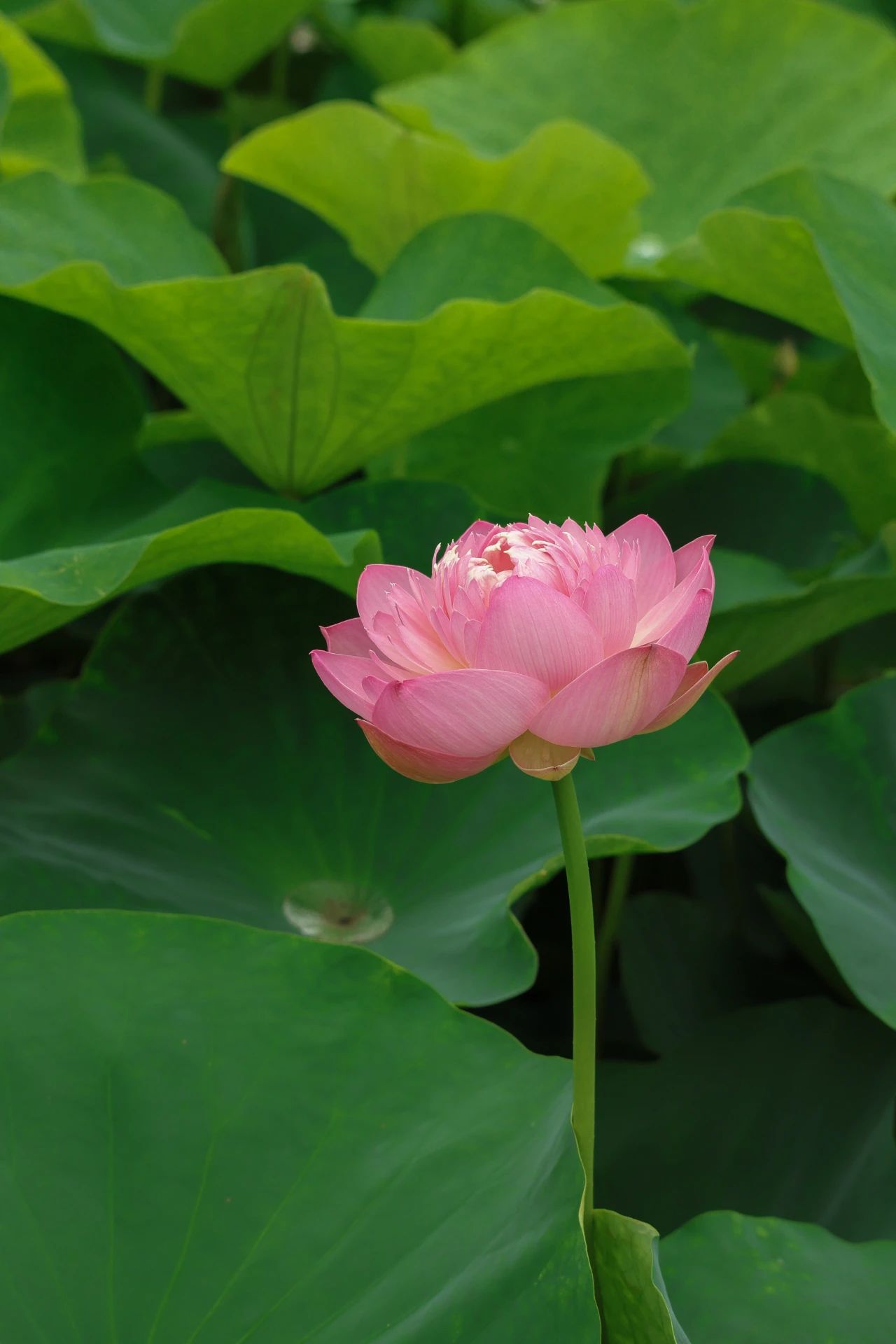 暑热匡庐起阳焰，清凉净苑开莲花