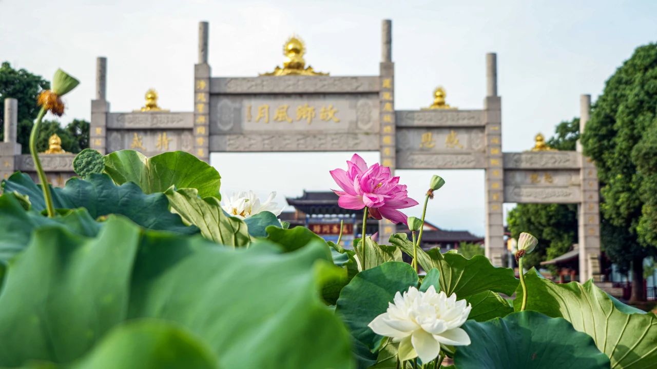 暑热匡庐起阳焰，清凉净苑开莲花