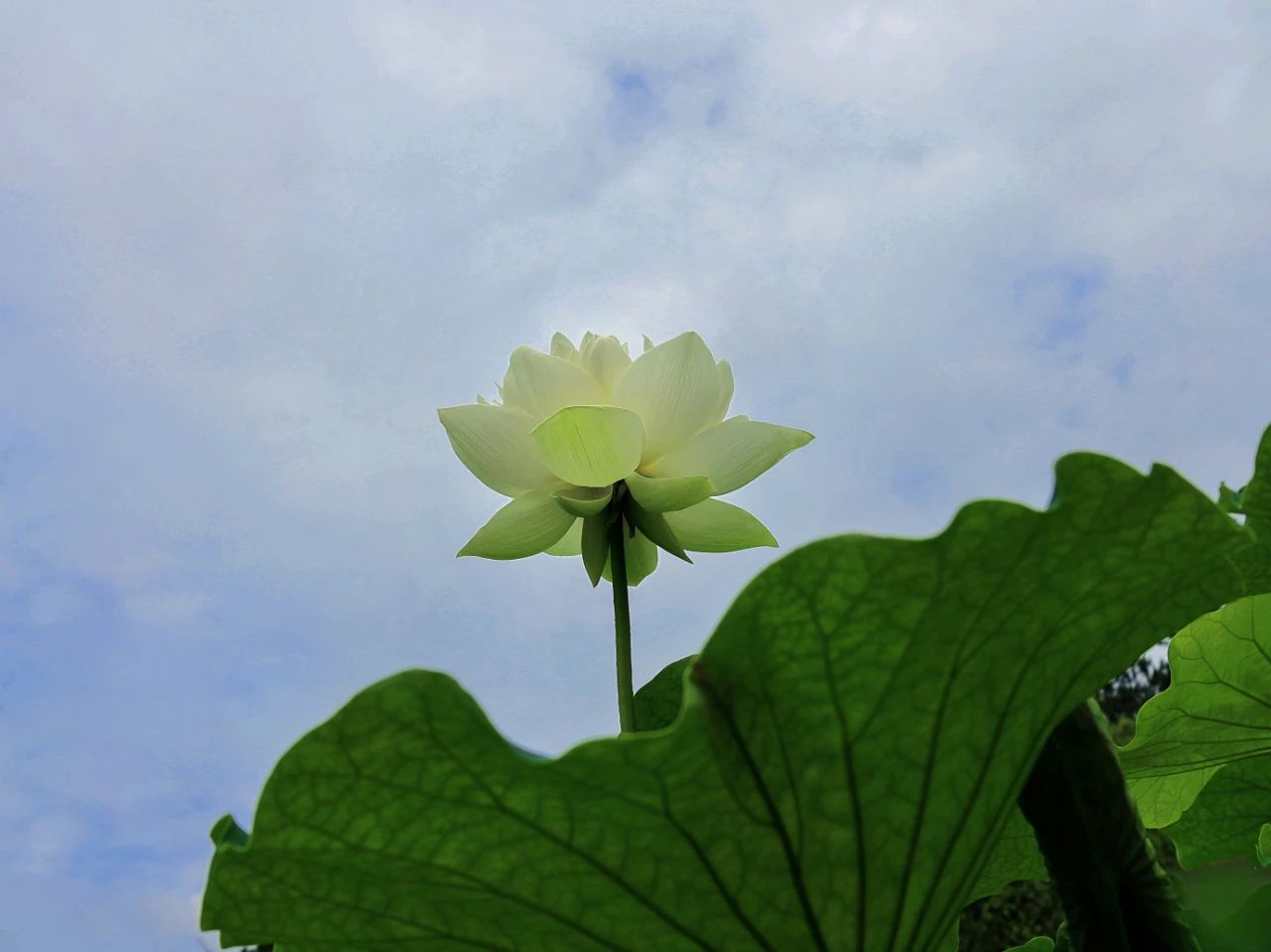 暑热匡庐起阳焰，清凉净苑开莲花