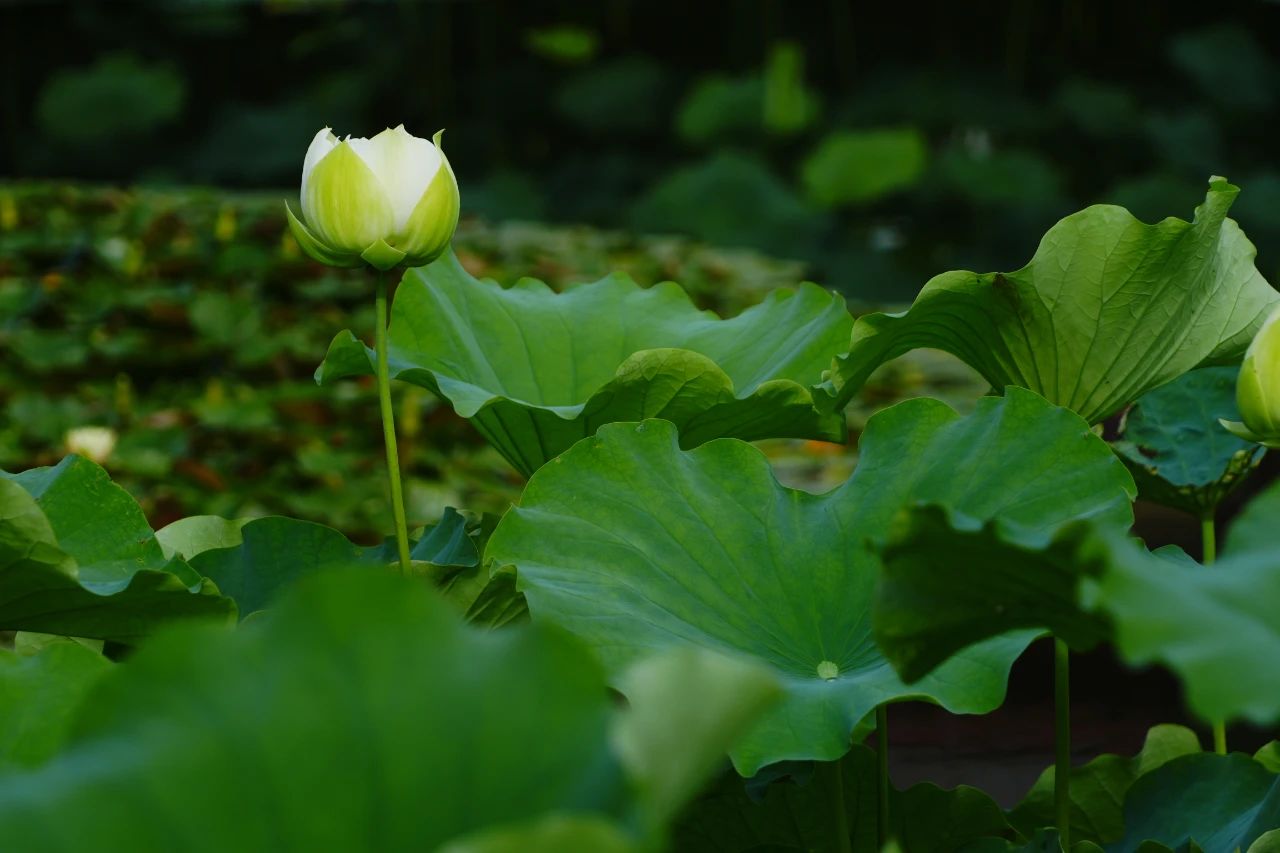 暑热匡庐起阳焰，清凉净苑开莲花