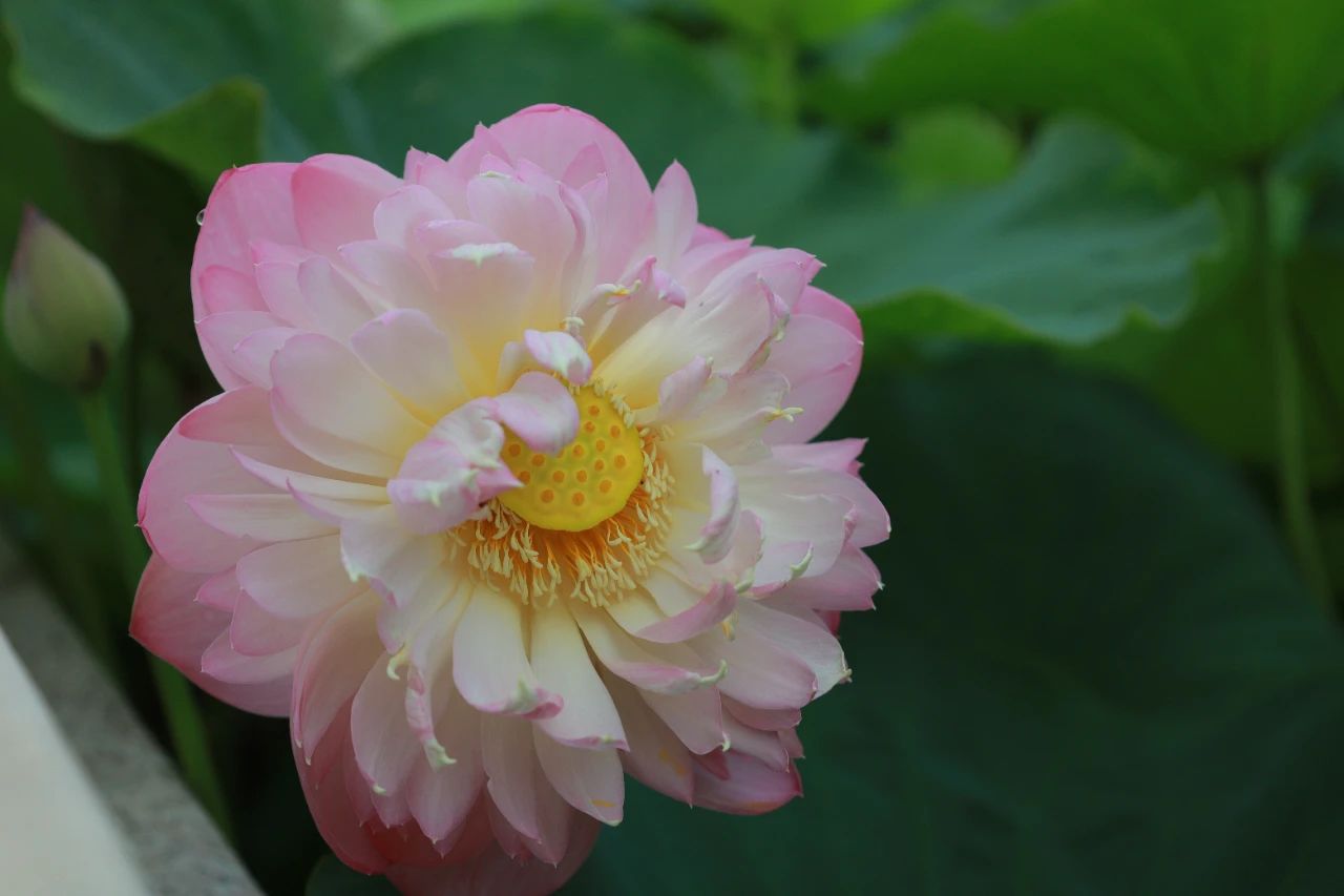 暑热匡庐起阳焰，清凉净苑开莲花