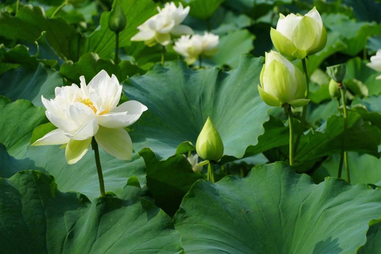 暑热匡庐起阳焰，清凉净苑开莲花