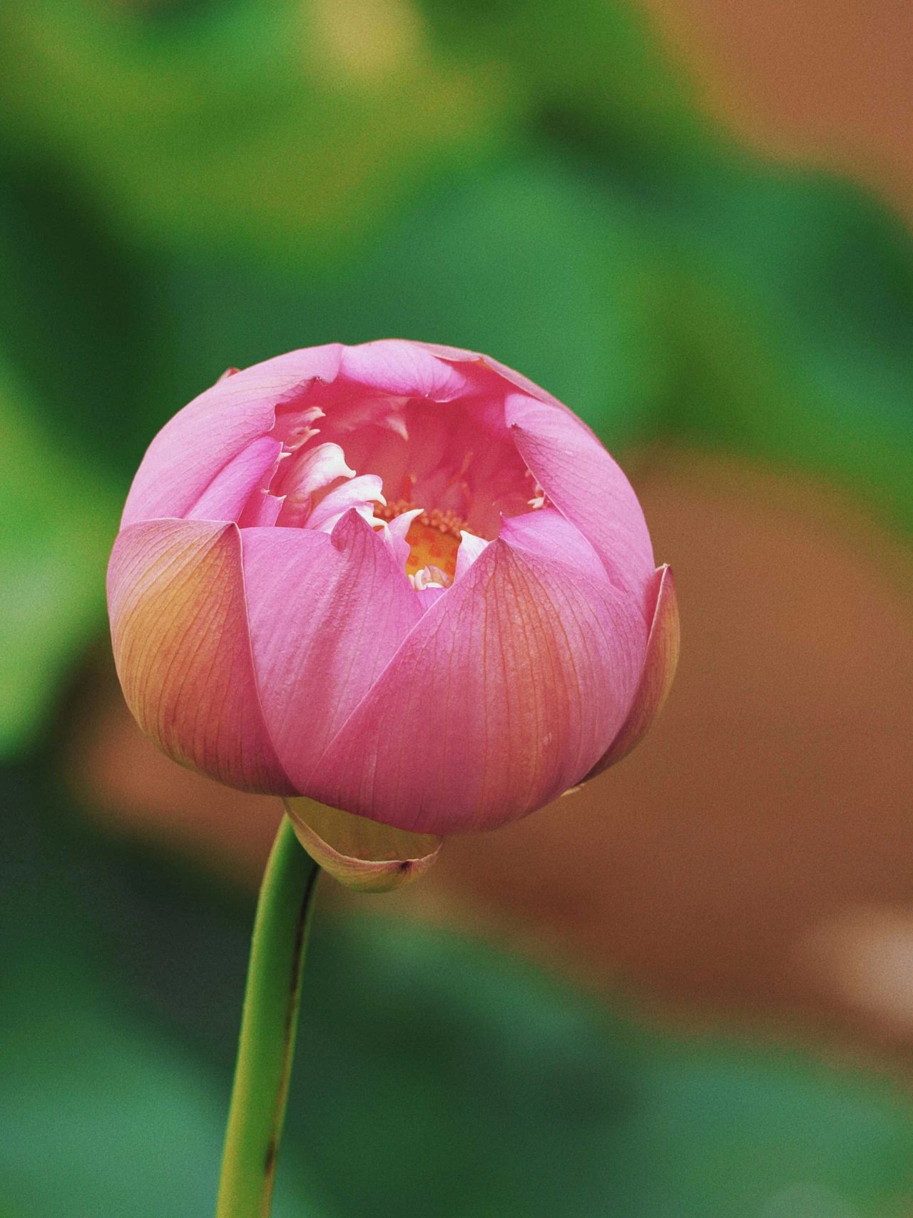 暑热匡庐起阳焰，清凉净苑开莲花