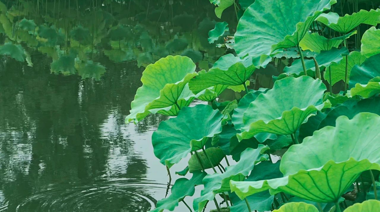 暑热匡庐起阳焰，清凉净苑开莲花