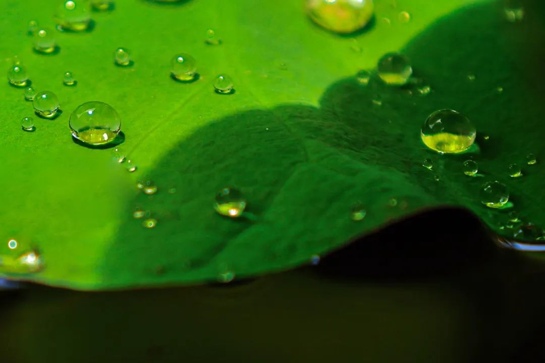 暑热匡庐起阳焰，清凉净苑开莲花