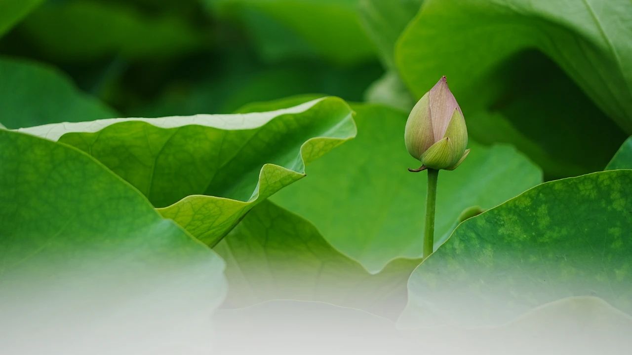 暑热匡庐起阳焰，清凉净苑开莲花