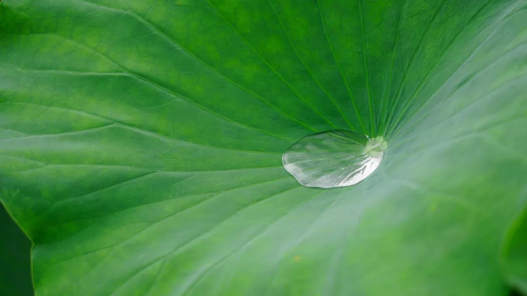 暑热匡庐起阳焰，清凉净苑开莲花