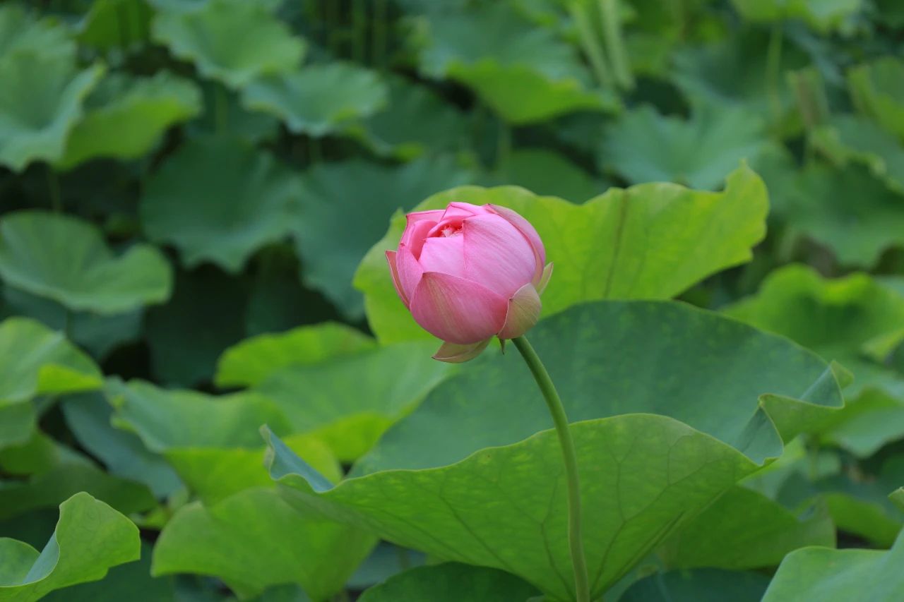暑热匡庐起阳焰，清凉净苑开莲花