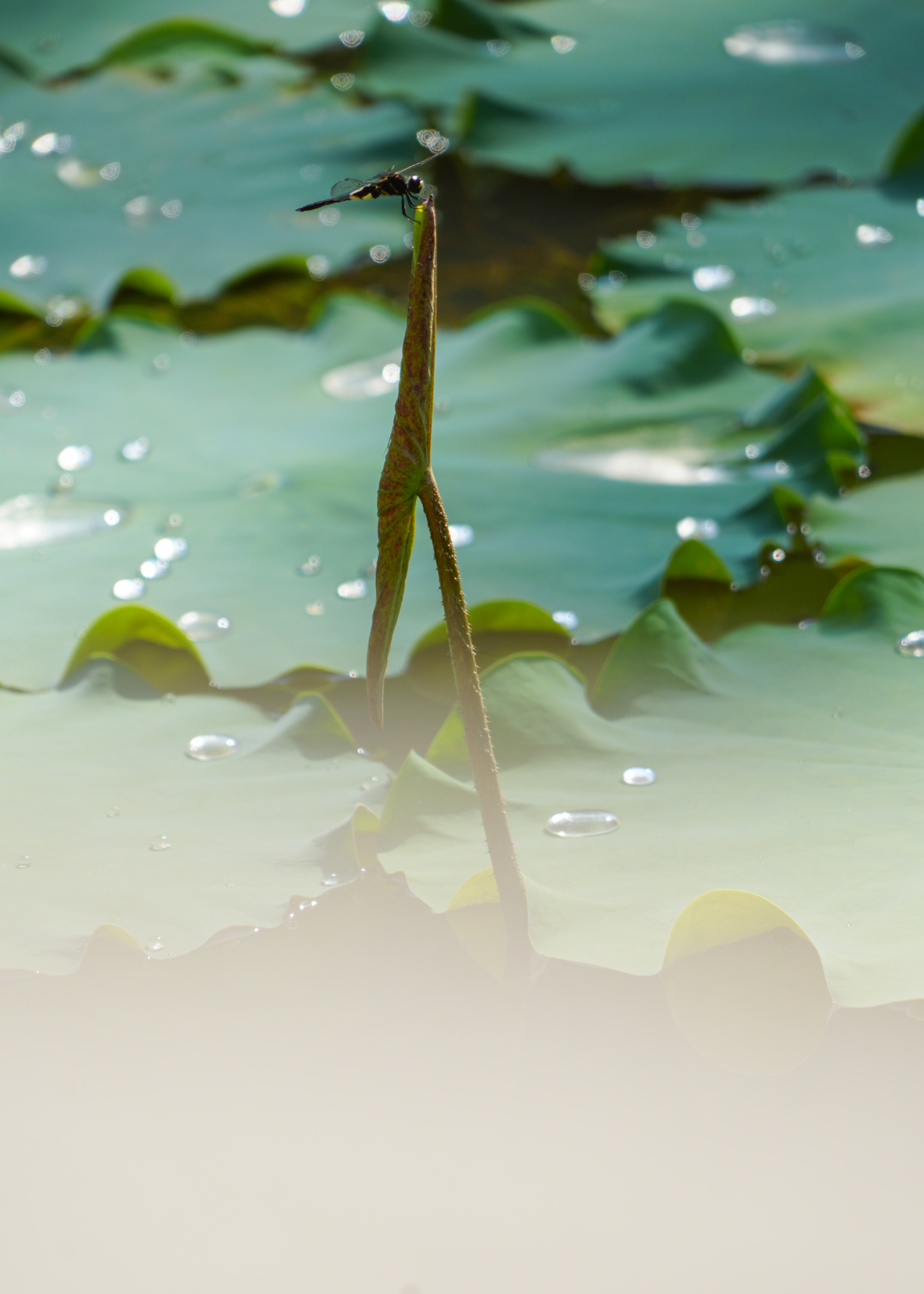 暑热匡庐起阳焰，清凉净苑开莲花