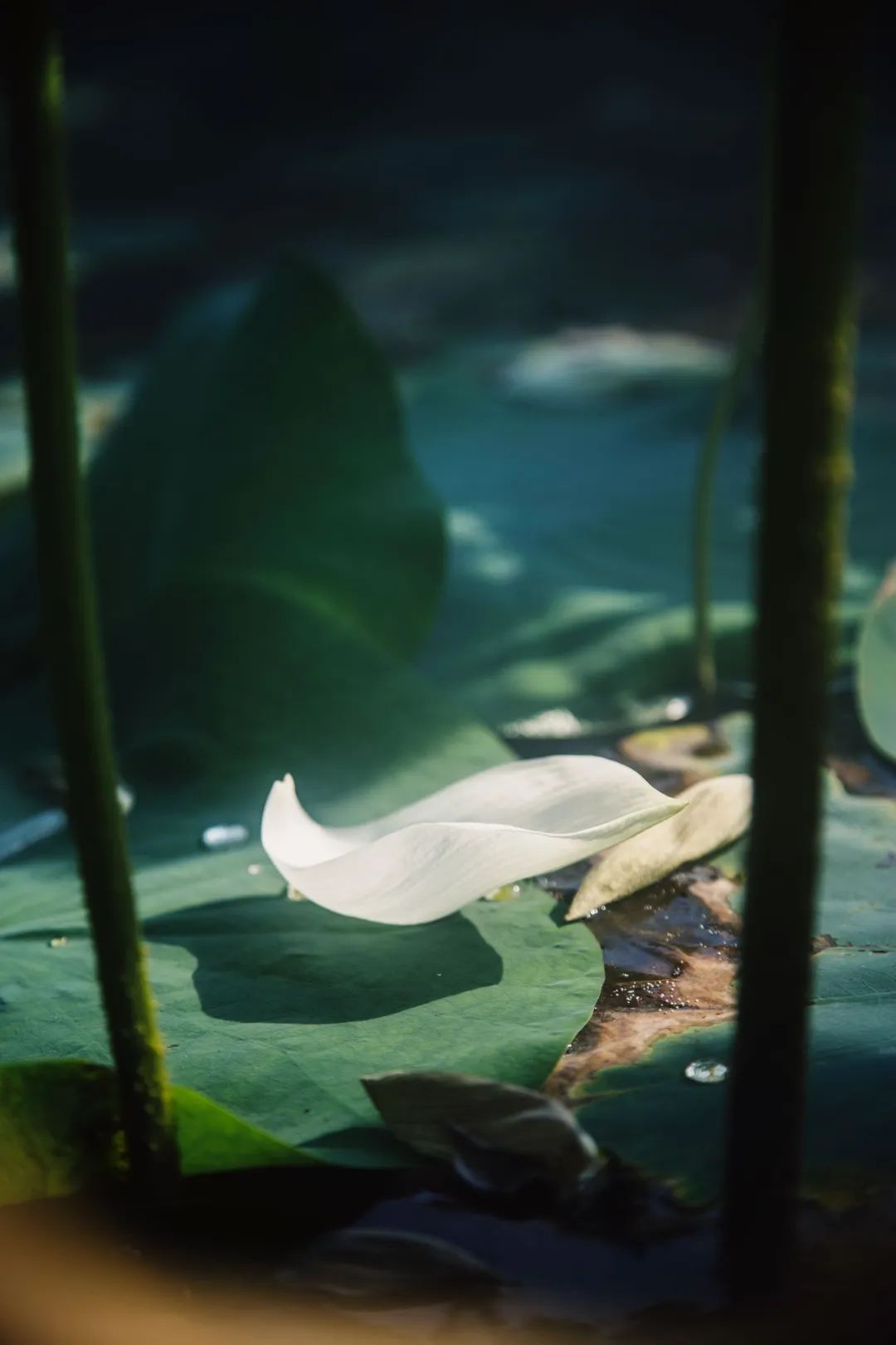 暑热匡庐起阳焰，清凉净苑开莲花